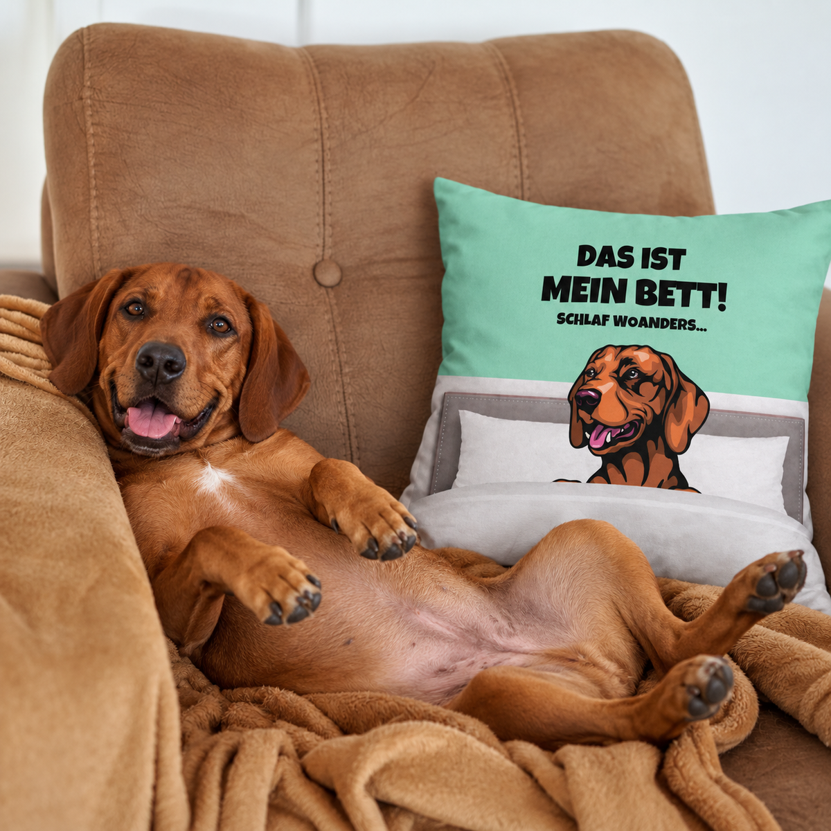 Cuscino marrone con cane e la scritta "Das ist mein Bett!" su sfondo turchese, cane rilassato su un divano.