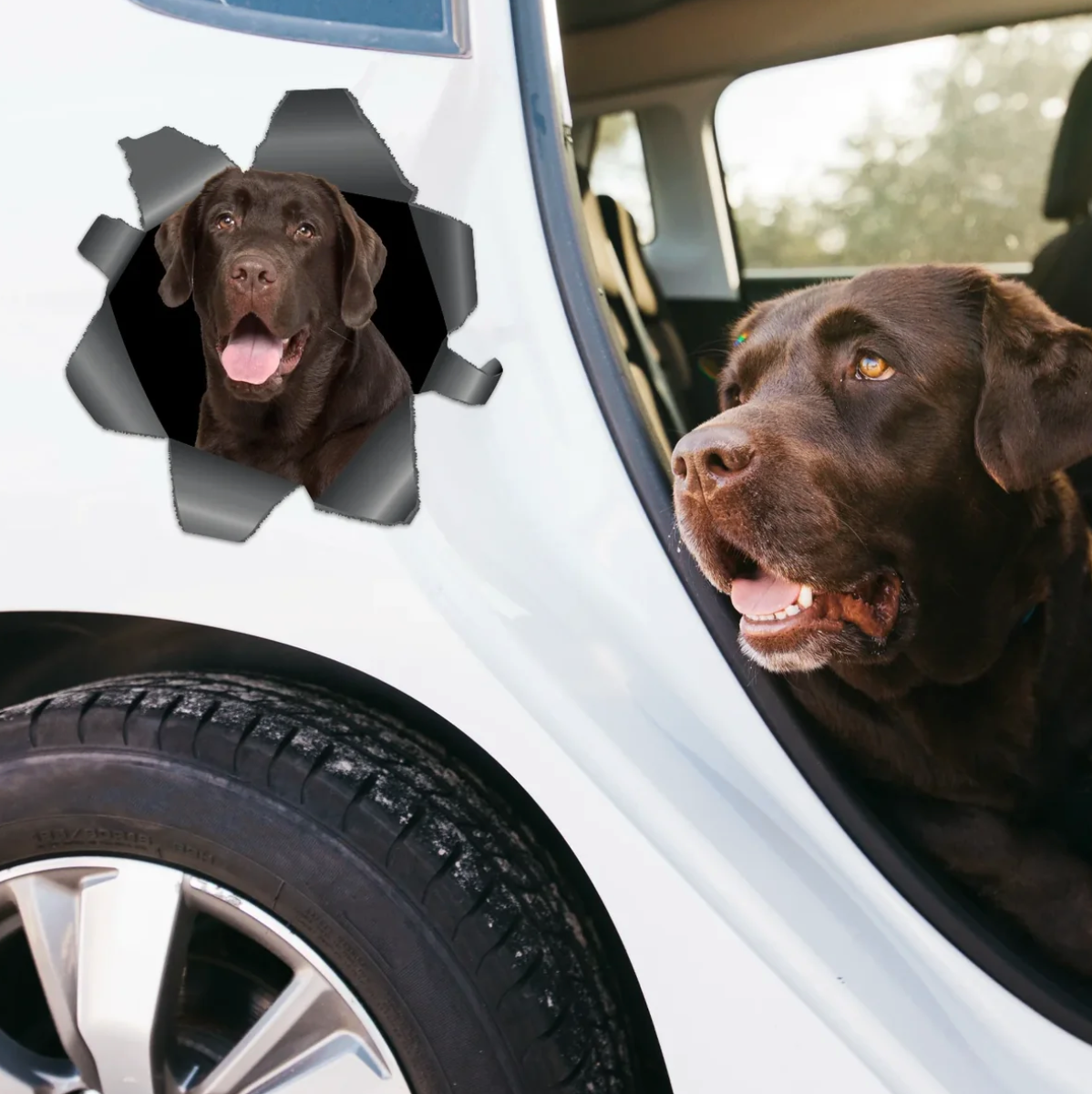 Adesivo per auto personalizzato con un labrador marrone che guarda attraverso un effetto strappo.