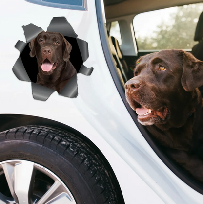Adesivo per auto personalizzato con un labrador marrone che guarda attraverso un effetto strappo.