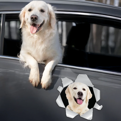 Adesivo per auto con un labrador che guarda da un finestrino. Grigio con immagine realistica.