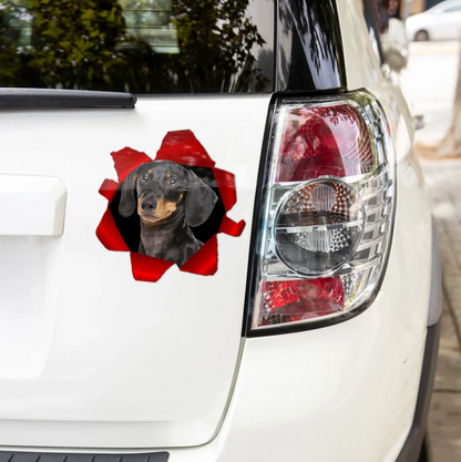 Adesivo per auto personalizzato con un bassotto che sbircia, sfondi rossi e neri.