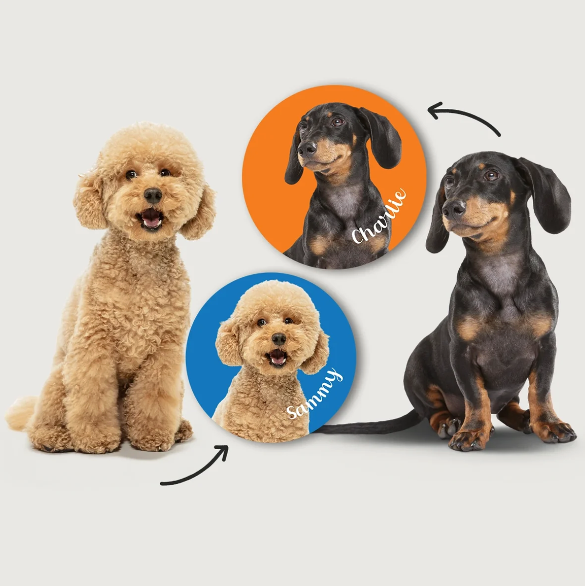 Cani in diversi colori e pose, circondati da adesivi rotondi con nomi su sfondo colorato.