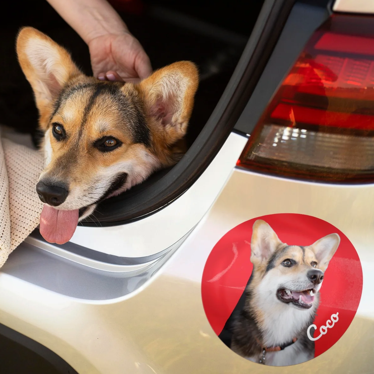 Corgi in auto con un adesivo personalizzato sulla carrozzeria.