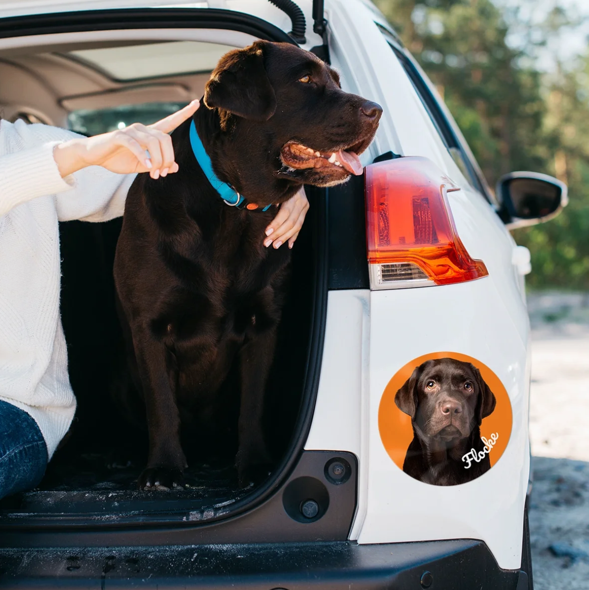 Adesivo per auto personalizzato con foto di cane su un veicolo bianco. Cane seduto nel bagagliaio.