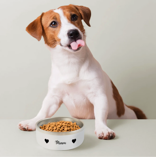 Ciotola per cani in ceramica con scritta "Minou" e crocchette. Un cane seduto davanti si lecca il muso.