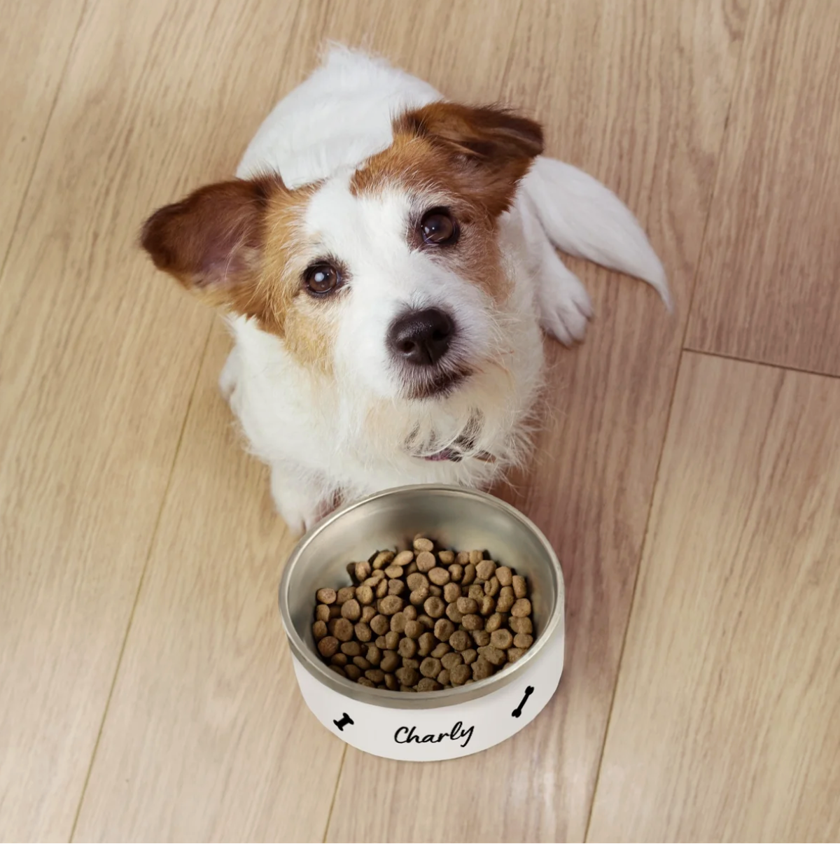 Cane seduto accanto a una ciotola personalizzata con cibo, scritta "Charly". Ciotola bianca e metallica.